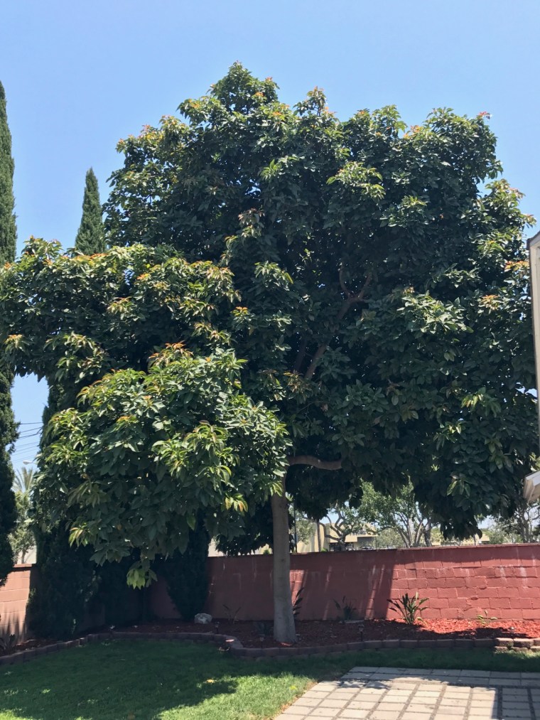 Avocado Tree